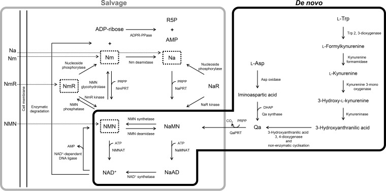 FIG 1