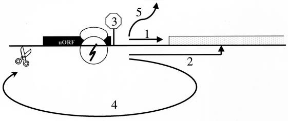 FIG. 1