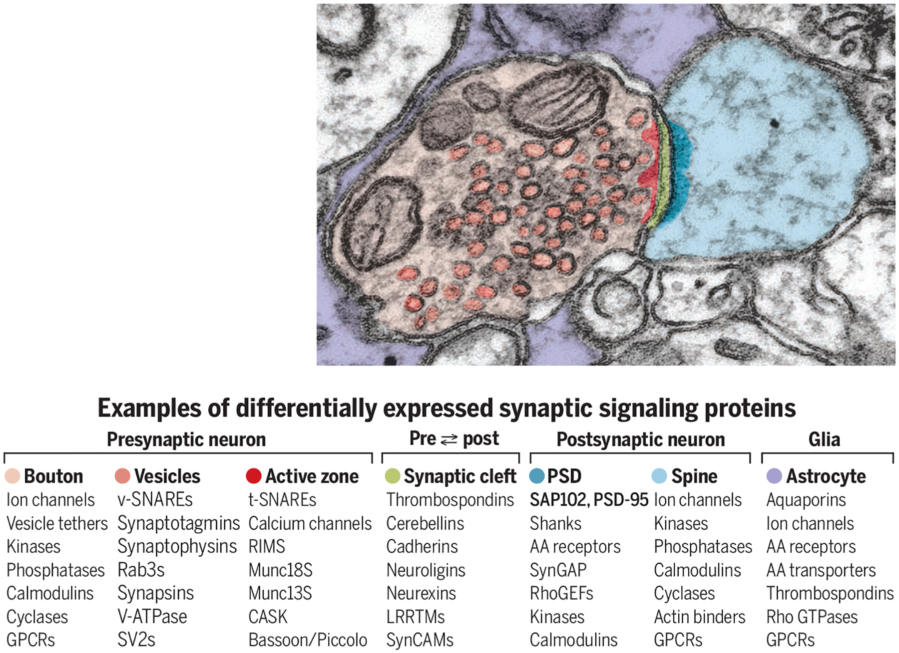 Census challenges: Synapse complexity and diversity