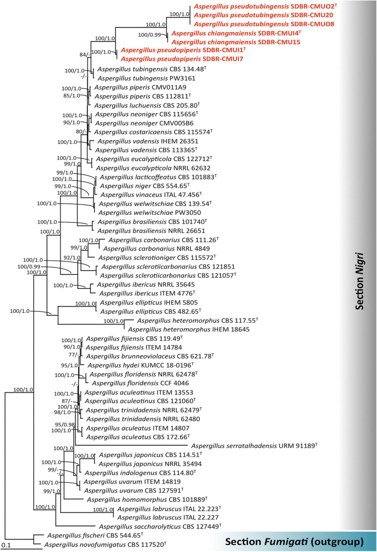 FIGURE 1