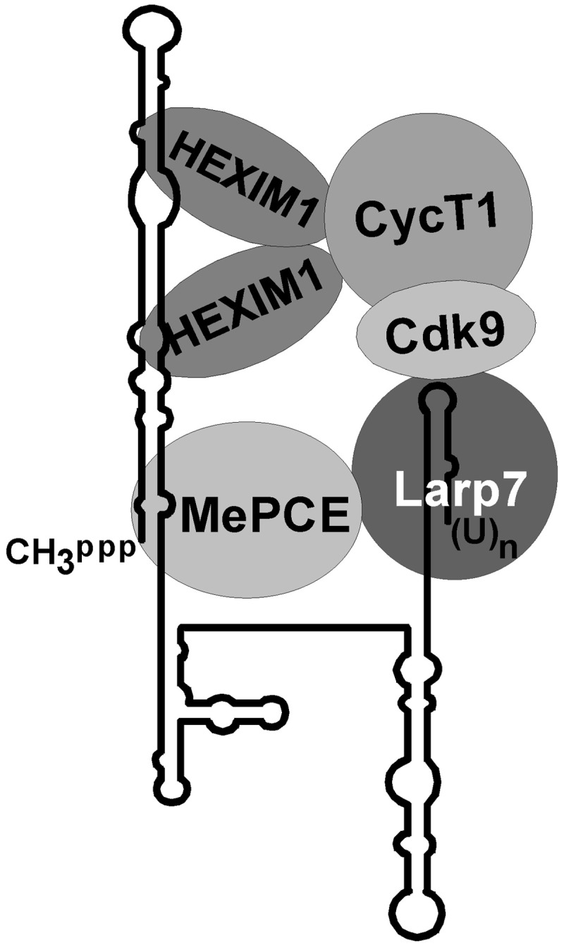 Figure 9.