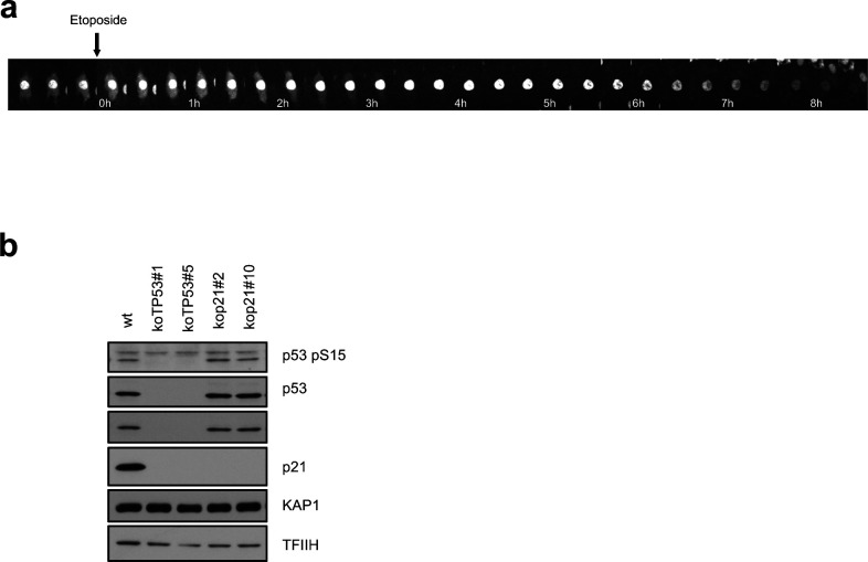 Figure S4.