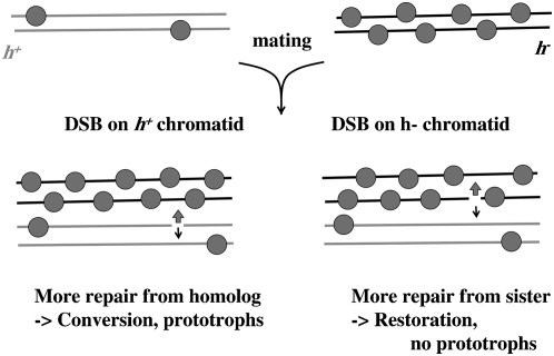 Figure 6.—