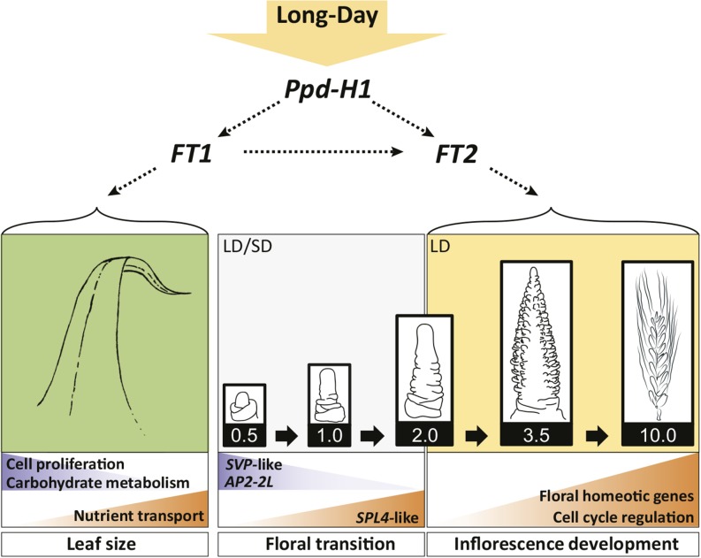 Figure 6.