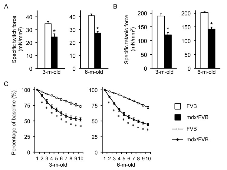 Ex vivo analysis of the contractile properties of the extensor digitorum longus (EDL) muscle in FVB and mdx/FVB mice.