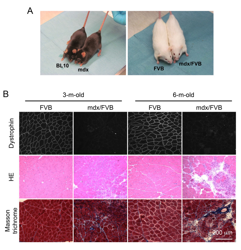 The tibialis anterior (TA) muscle of the mdx/FVB mouse displays characteristic histological changes of muscular dystrophy.