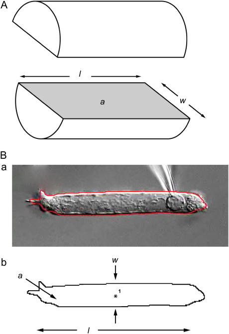 FIGURE 1