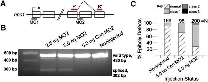 Fig.5.