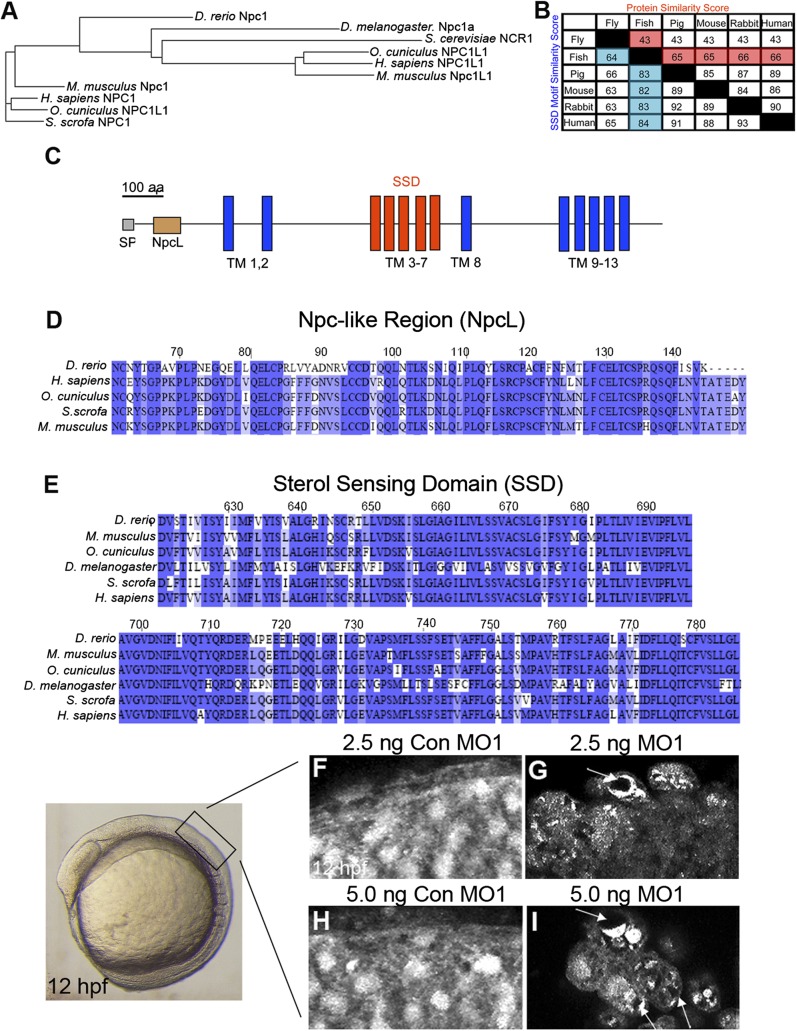 Fig.1.