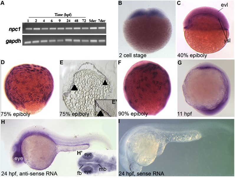 Fig.2.