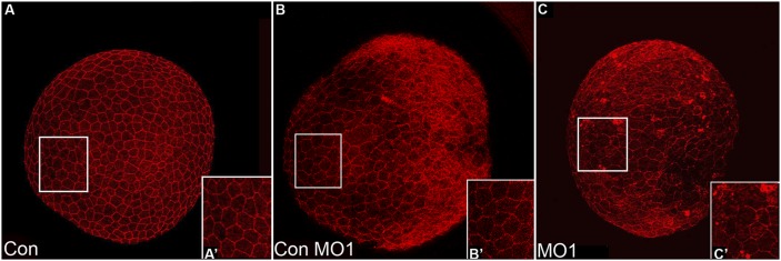 Fig.7.