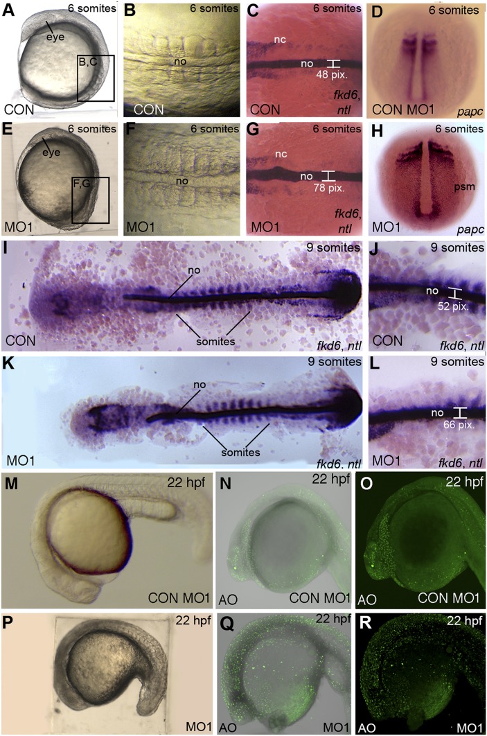 Fig.9.