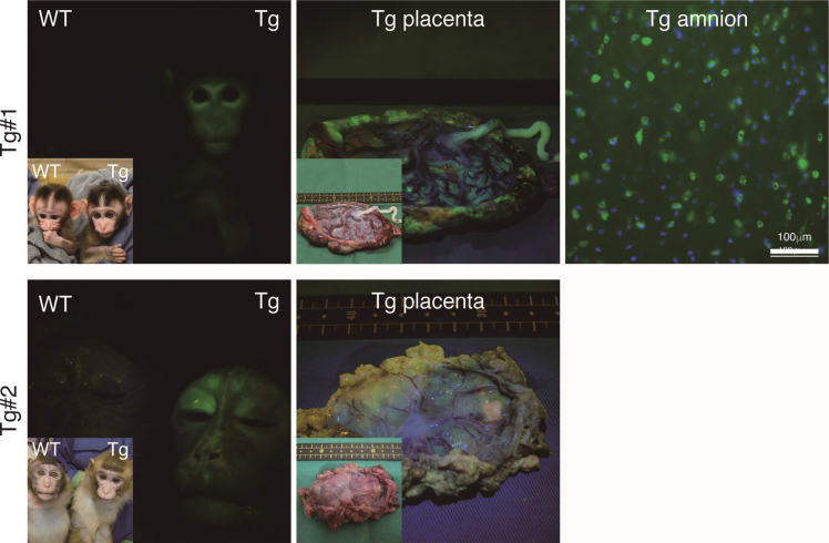 Fig.4