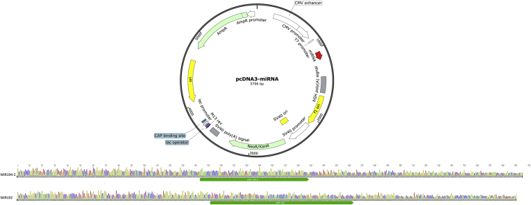 Supplementary Figure 1