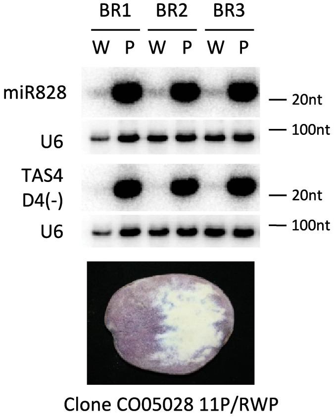 FIGURE 5