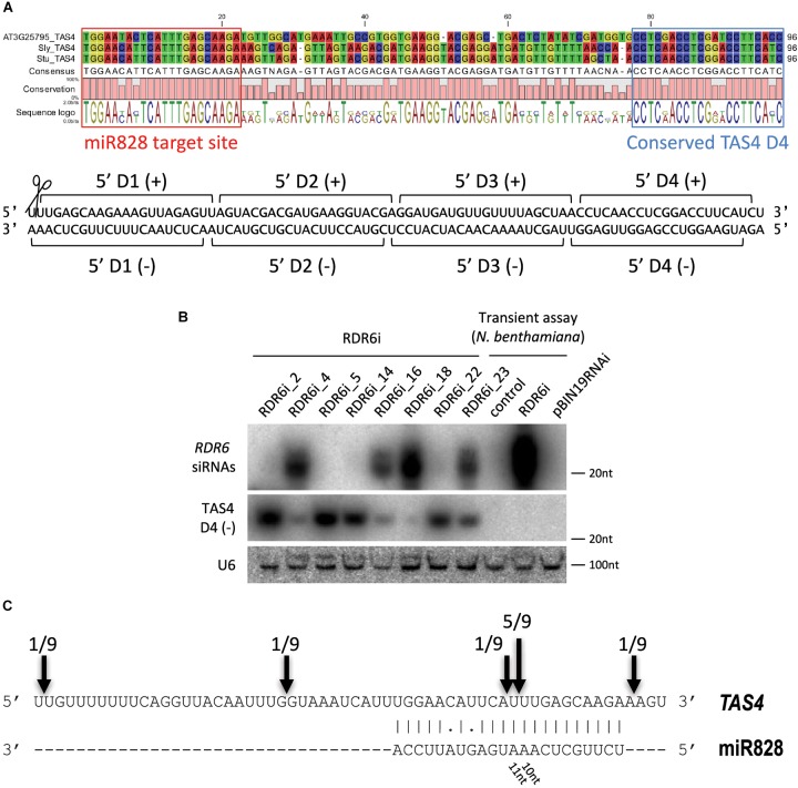 FIGURE 4