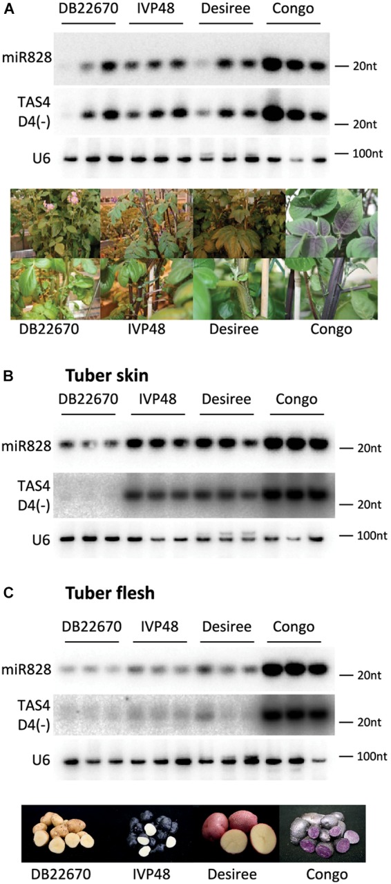 FIGURE 3