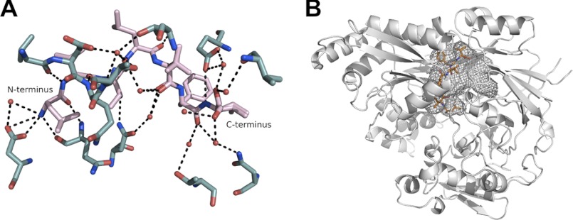 FIGURE 1.