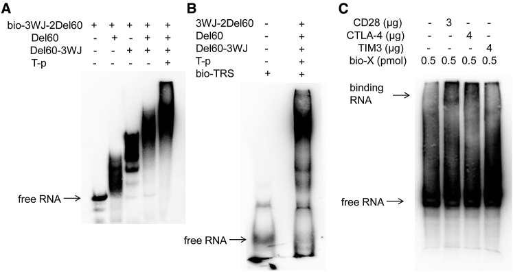 Figure 4