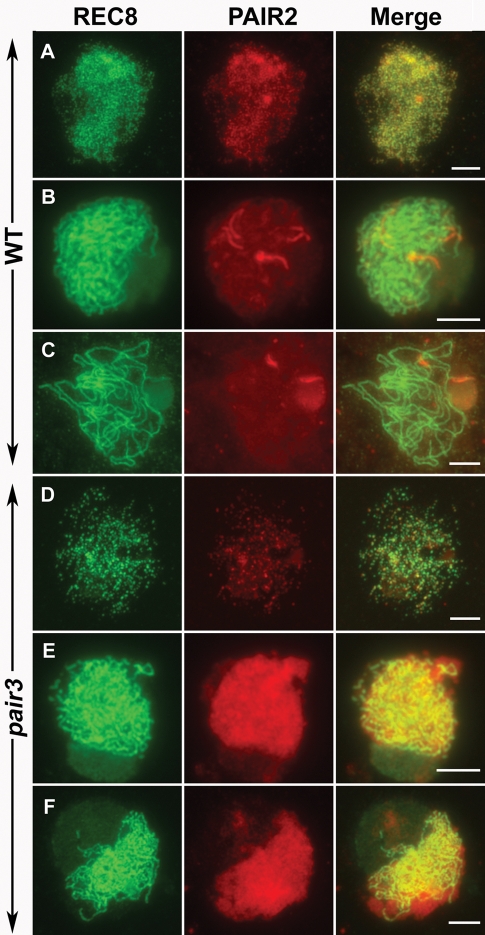 FIGURE 3: