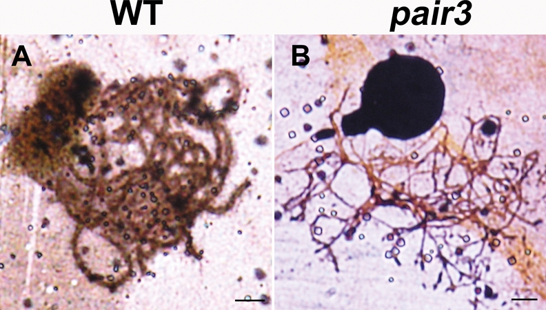 FIGURE 4: