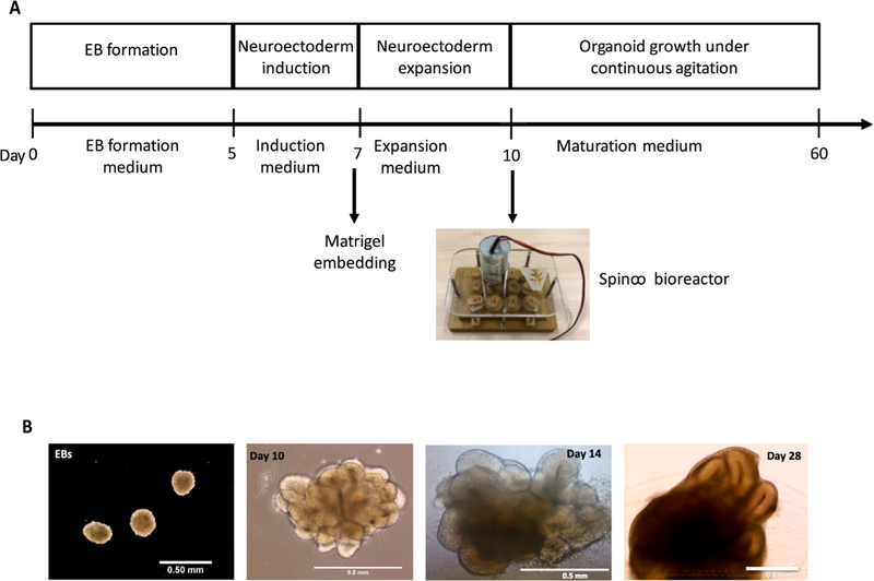 Fig. 17.