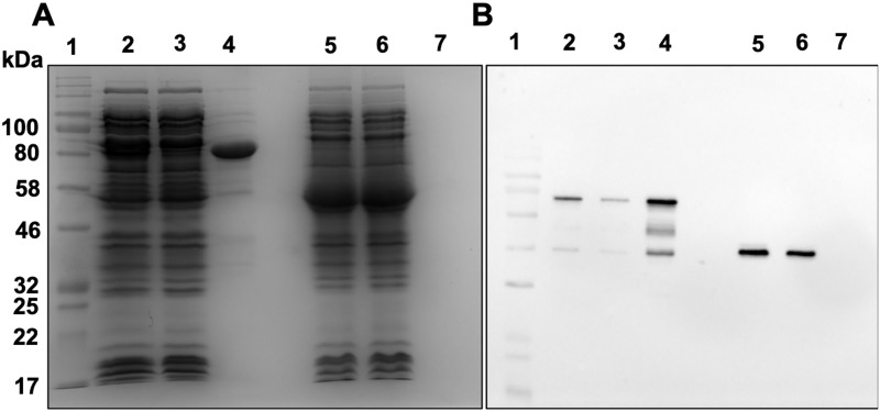 Fig 5