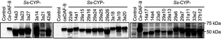 Figure 4—figure supplement 1.