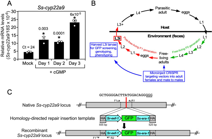 Figure 5—figure supplement 1.