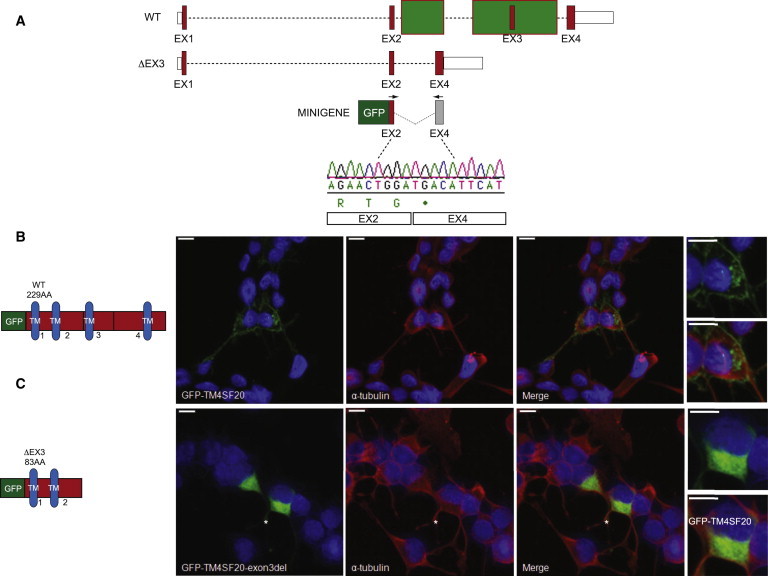 Figure 4