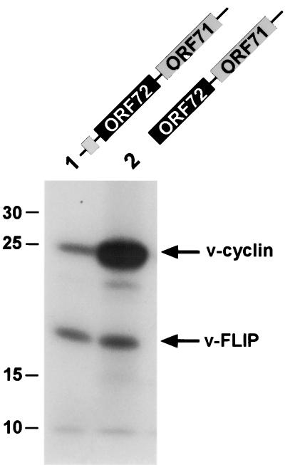 FIG. 7