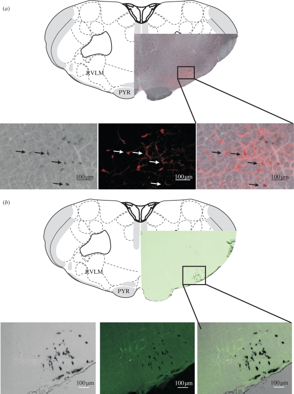 Figure 2.