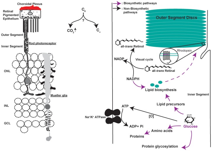 Figure 1—figure supplement 1.