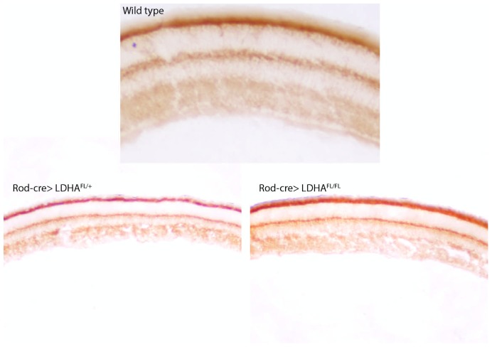 Figure 1—figure supplement 4.