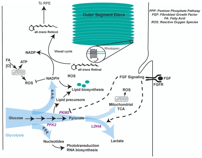 Figure 4—figure supplement 1.