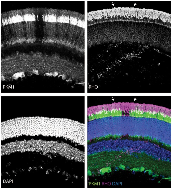 Figure 3—figure supplement 5.