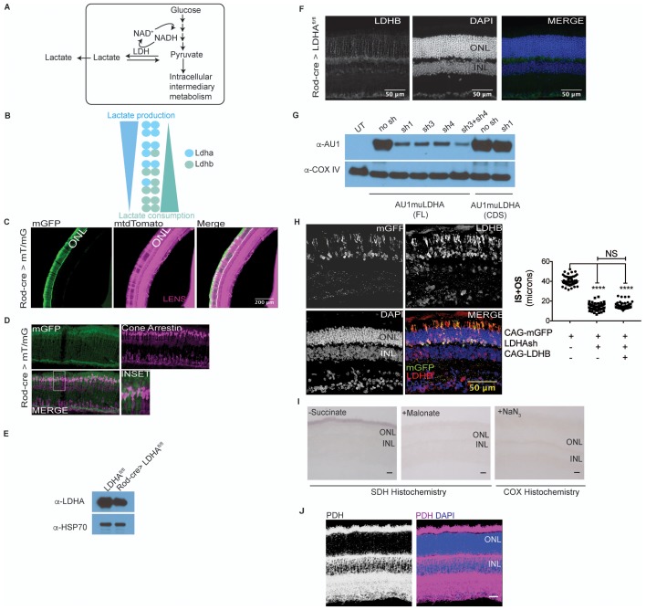 Figure 1—figure supplement 2.