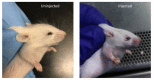 Author response image 1.