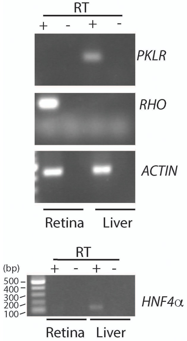 Figure 3—figure supplement 1.