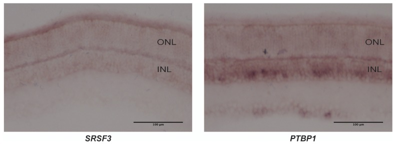 Figure 3—figure supplement 4.