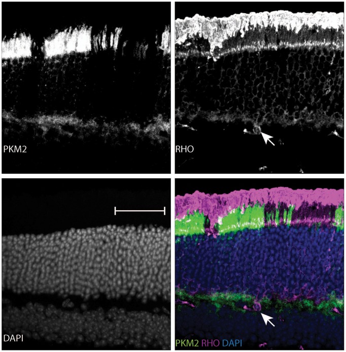 Figure 3—figure supplement 6.