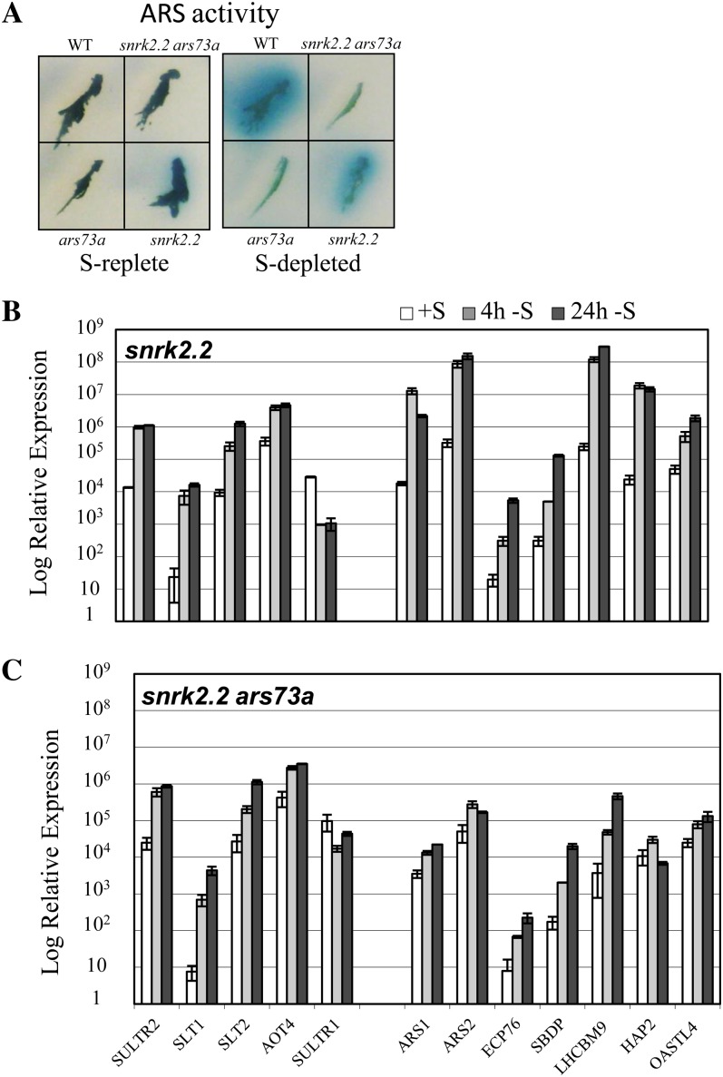 Figure 10.