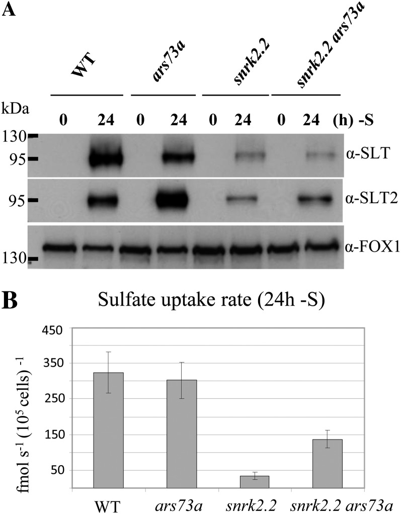 Figure 11.