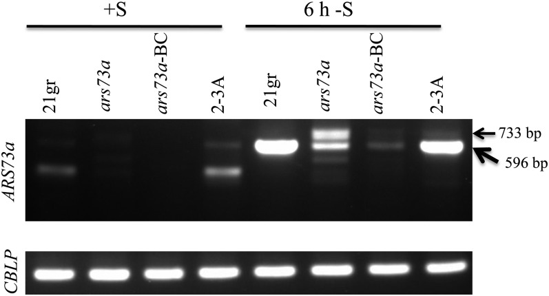 Figure 7.