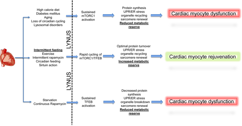 Figure 4: