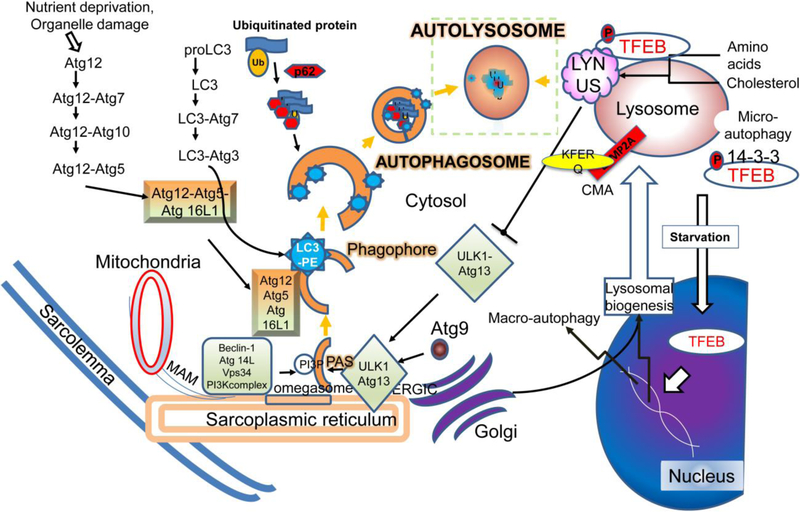 Figure 2: