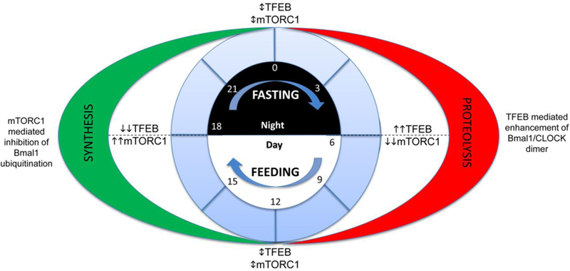 Figure 5: