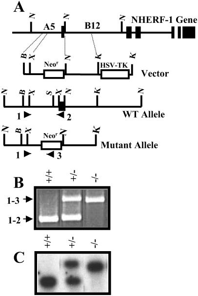 Fig 1.