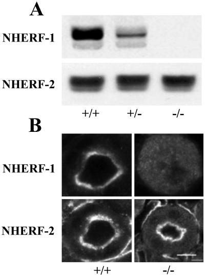 Fig 2.