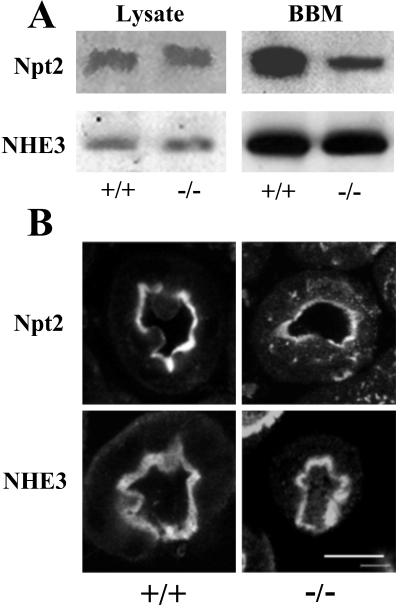 Fig 3.